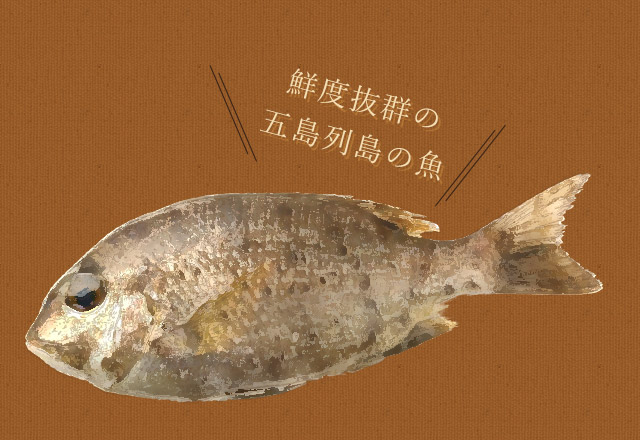 鮮度抜群の五島列島の魚